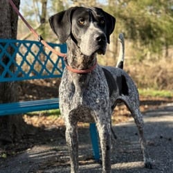 Photo of Roscoe 0498, adoptable Bluetick Coonhound in Loxahatchee, Florida