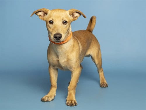Photo of Nano, adoptable Chihuahua in Phoenix, Arizona