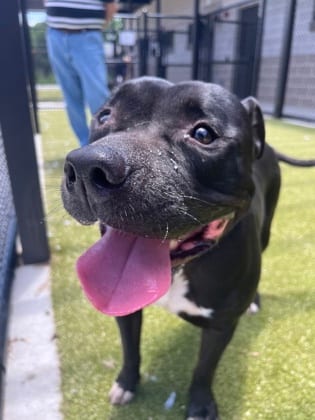 Photo of Charlie Brown, adoptable dog in Atlanta, Georgia