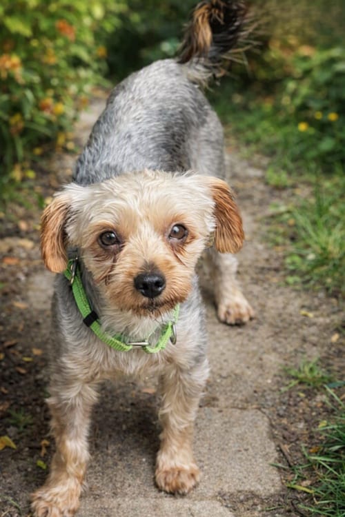 Photo of Max, adoptable Yorkshire Terrier Yorkie in Buffalo, New York