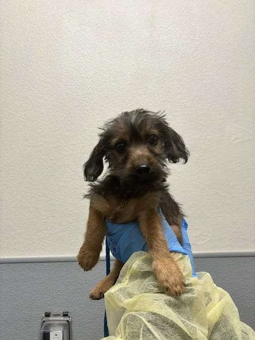 Photo of Teddy, adoptable Terrier in Las Vegas, Nevada