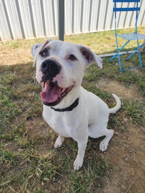 Photo of Murphy, adoptable American Pit Bull Terrier in Evansville, Indiana