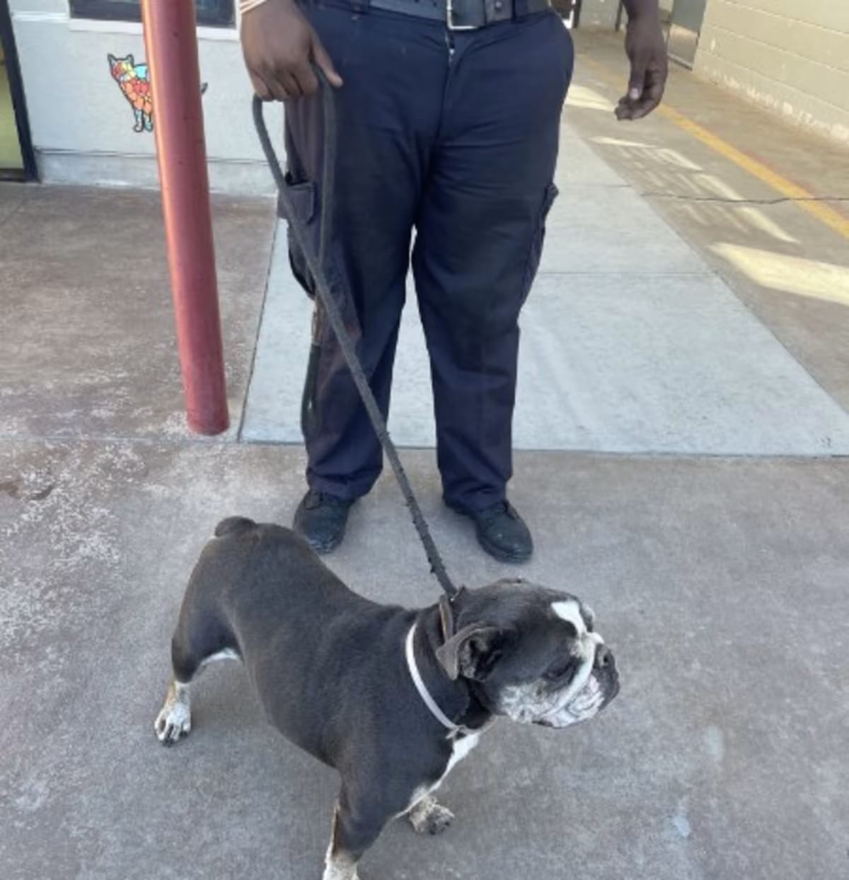 Photo of Wilbur, adoptable American Bulldog in Boulder, Colorado