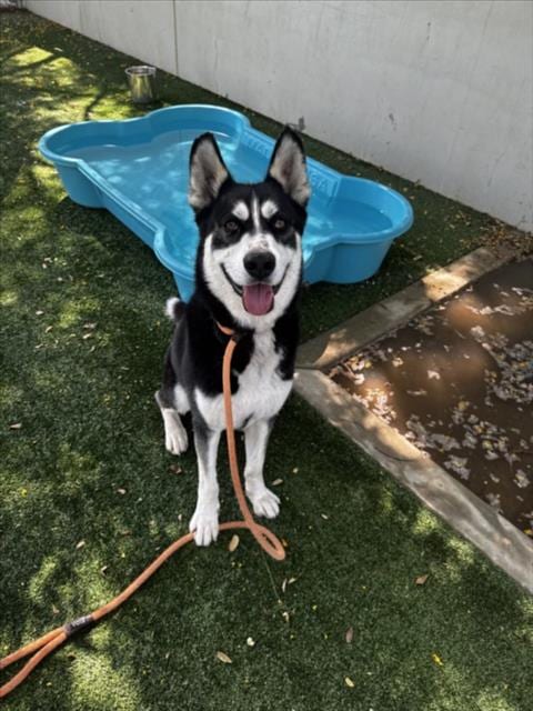 Photo of Sirius, adoptable Siberian Husky in Chatsworth, California