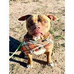 Photo of Mango, adoptable American Pit Bull Terrier in Brighton, Colorado