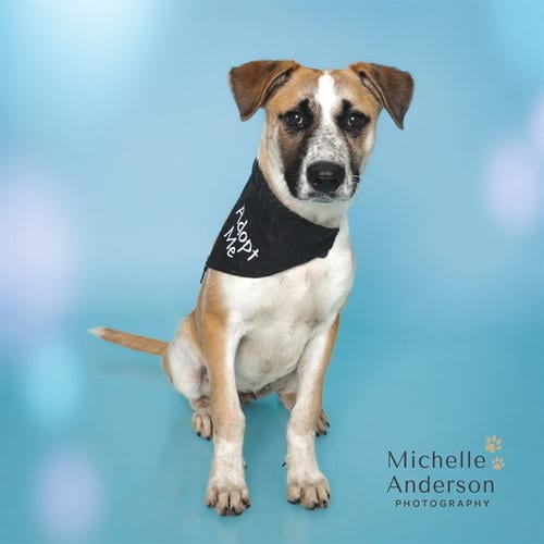 Photo of Happy, adoptable Black Mouth Cur in Corona, California