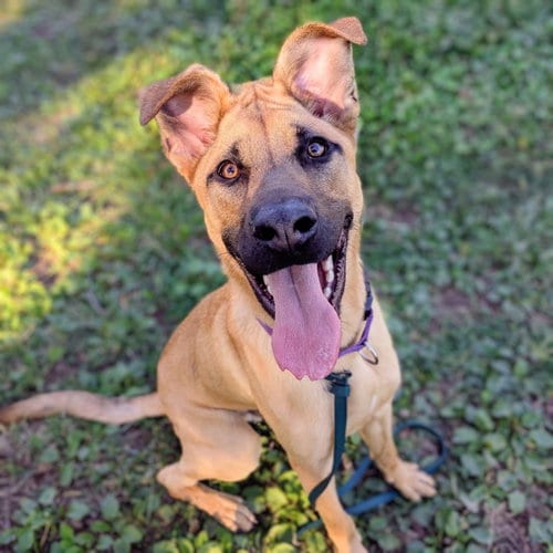 Photo of Tanner, adoptable Pit Bull Terrier in Oakland, California