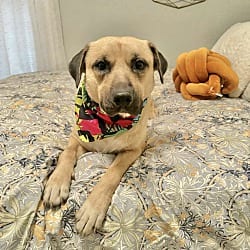 Photo of Roger, adoptable Mixed Breed (Large) in East Hartford, Connecticut
