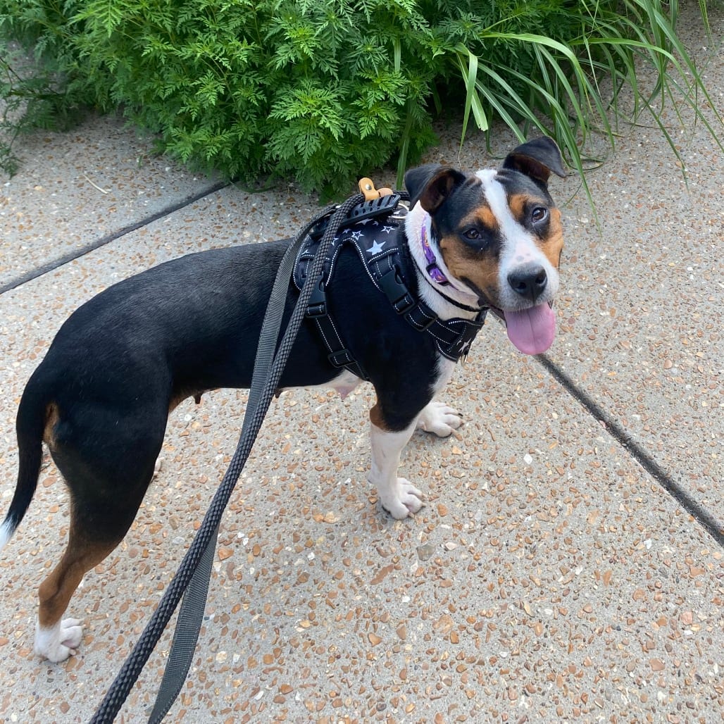Photo of Patterson, adoptable Mixed Breed (Medium) in St. Louis, Missouri
