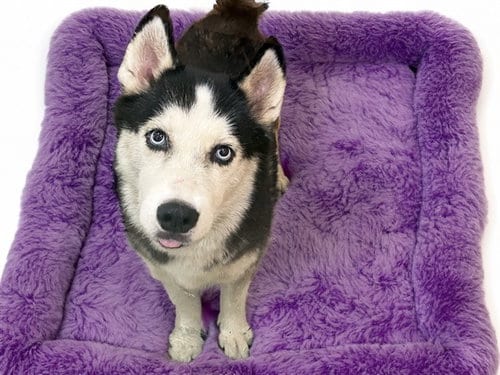 Photo of Callie, adoptable Siberian Husky in Ft Lauderdale, Florida