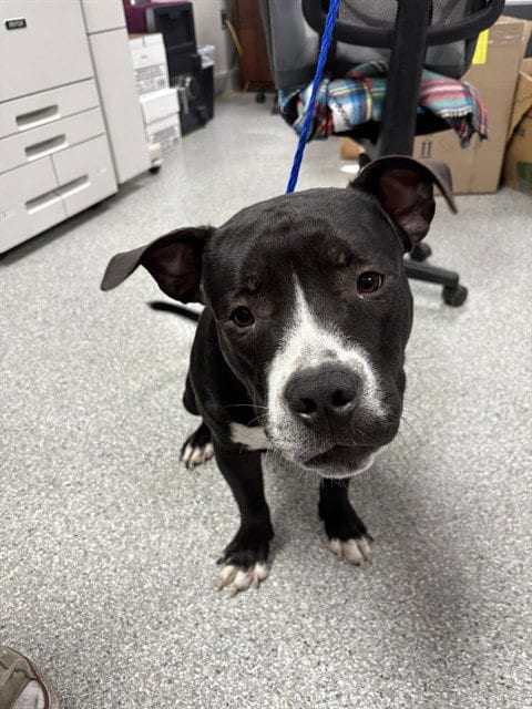 Photo of Beau, adoptable Staffordshire Bull Terrier in Pasadena, Texas