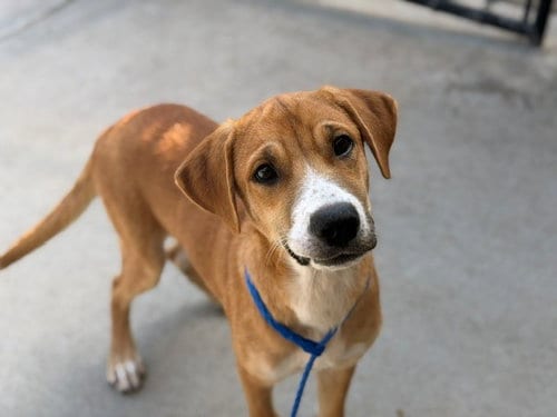 Photo of Air, adoptable Labrador Retriever in Tulsa, Oklahoma