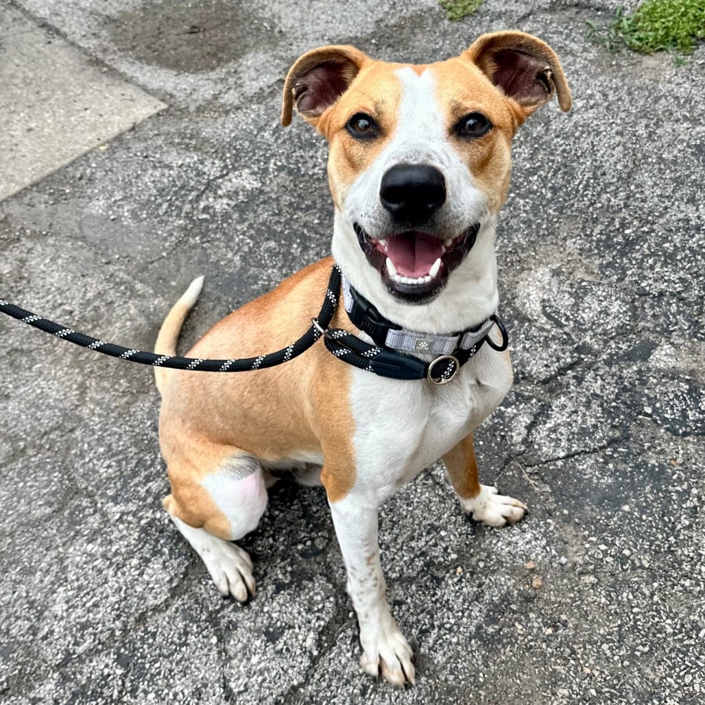Photo of Earl K16, adoptable Mixed Breed (Large) in Union, Missouri