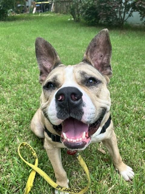 Photo of Roz, adoptable Australian Cattle Dog/Blue Heeler in Tallahassee, Florida