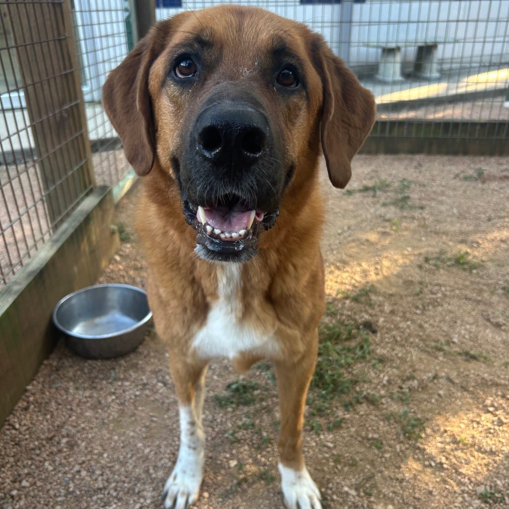 Photo of Aily, adoptable Shepherd, Anatolian / Mix in Houston, Texas