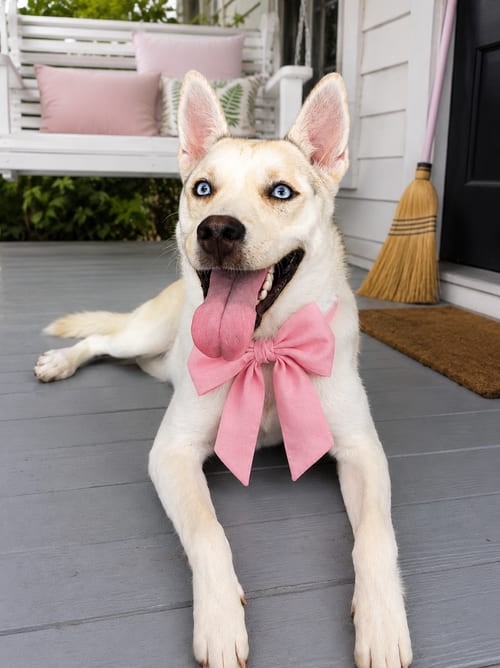 Photo of Katy Dean. Crystal blue eyes, adoptable Siberian Husky in Mt. Laurel, New Jersey