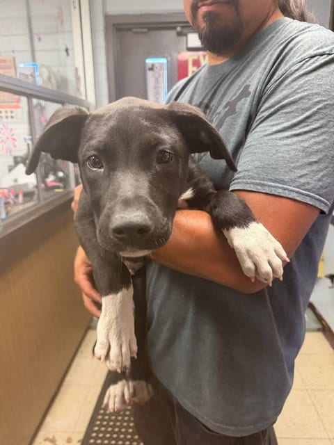 Photo of Westley, adoptable Labrador Retriever in Stockton, California