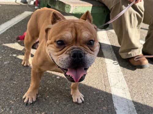 Photo of Melvin, adoptable Pit Bull Terrier in Santa Rosa, California