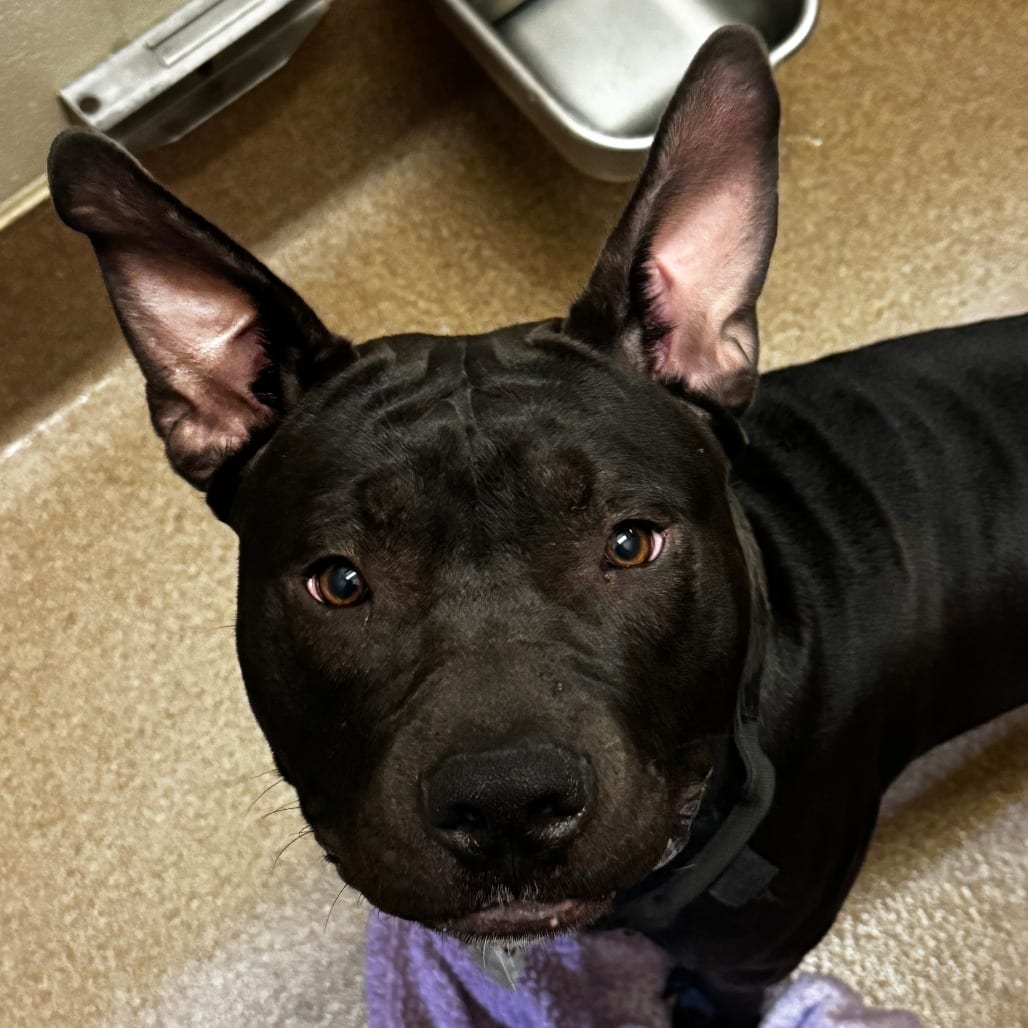 Photo of Loki, adoptable Bulldog, American / Mixed Breed (Large) in Hinesville, Georgia