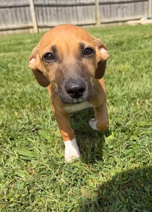 Photo of SRV Maya Empire : Judd, adoptable Dachshund in Aurora, Indiana