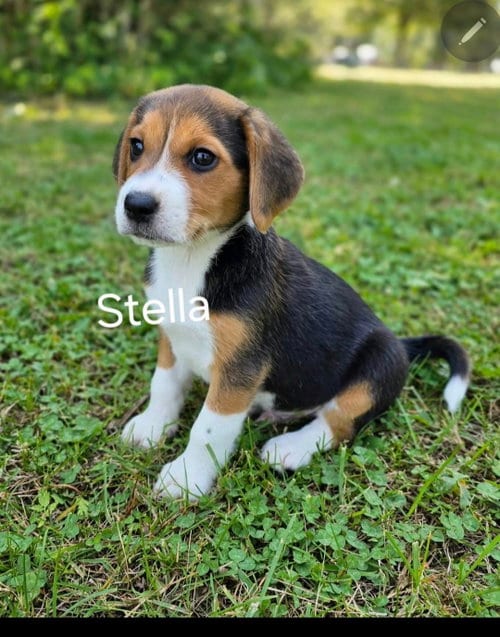 Photo of Stella, adoptable Beagle in Newark, Delaware