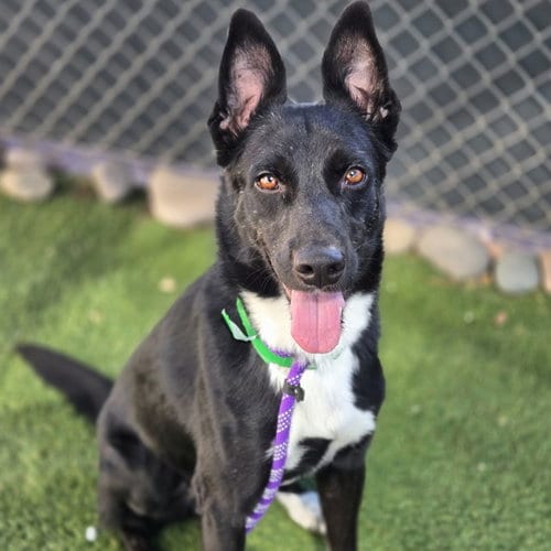 Photo of Hot Rod, adoptable Border Collie in Phoenix, Arizona
