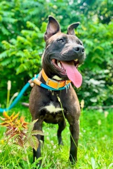 Photo of Sunshine (Sunny), adoptable Terrier in Waverly, Tennessee