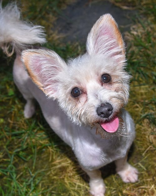 Photo of Addie, adoptable Terrier in Pittsboro, North Carolina
