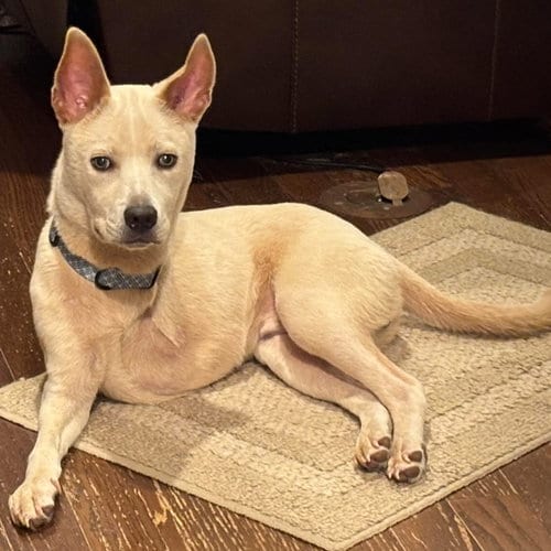 Photo of Durham, adoptable Labrador Retriever in Jackson, Mississippi