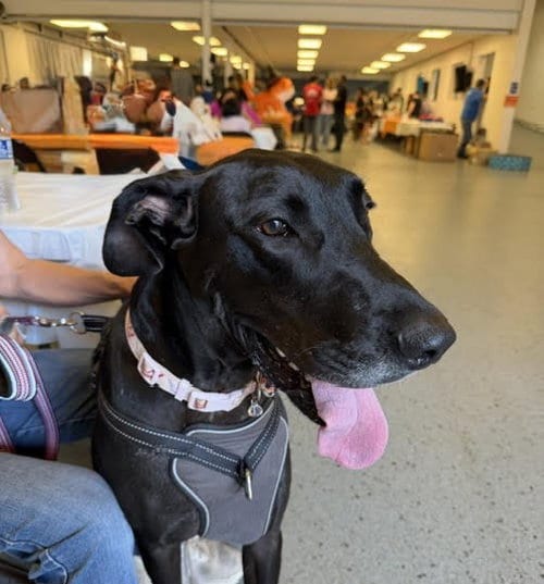 Photo of Indigo, adoptable Great Dane in Wheaton, Illinois