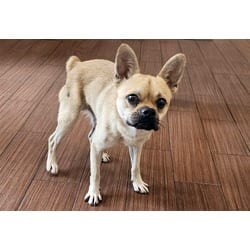Photo of Gustavo, adoptable French Bulldog in Ft Lauderdale, Florida