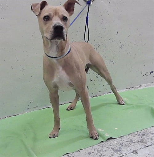 Photo of Tomy, adoptable Staffordshire Bull Terrier in Houston, Texas