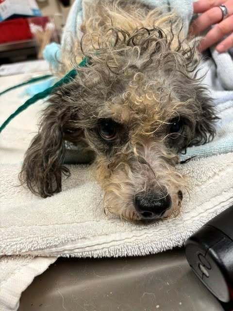 Photo of Prissy, adoptable Poodle (Miniature) in Brewster, New York
