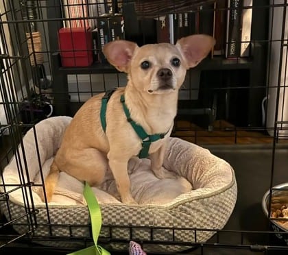 Photo of Elote, adoptable dog in Chamblee, Georgia