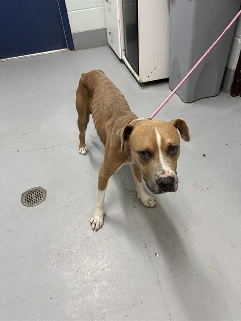 Photo of Tyson, adoptable American Pit Bull Terrier in Corpus Christi, Texas