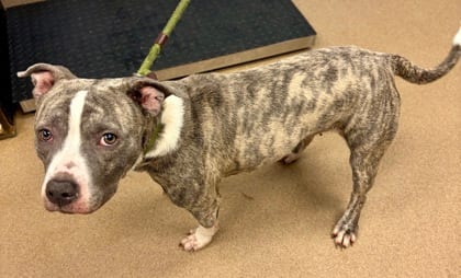 Photo of Trixie, adoptable dog in Chamblee, Georgia