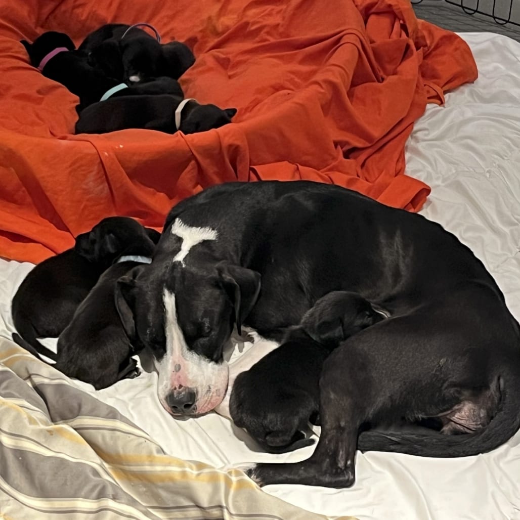 Photo of World Cup, adoptable Mixed Breed (Medium) in St. Louis, Missouri
