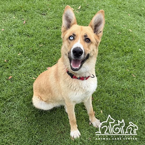 Photo of Quinn, adoptable German Shepherd Dog in Irvine, California