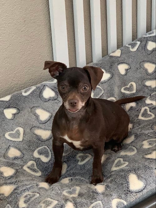 Photo of Pollyanna, adoptable Chihuahua in Santa Clarita, California