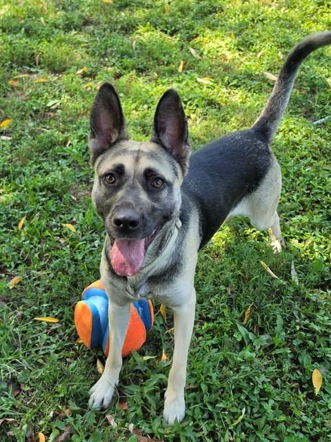 Photo of June, adoptable German Shepherd Dog in St Peters, Missouri
