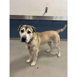 Photo of Momo, adoptable Husky in Doral, Florida