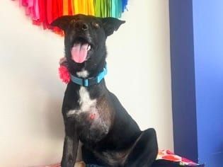 Photo of Heartley, adoptable dog in Georgetown, Texas