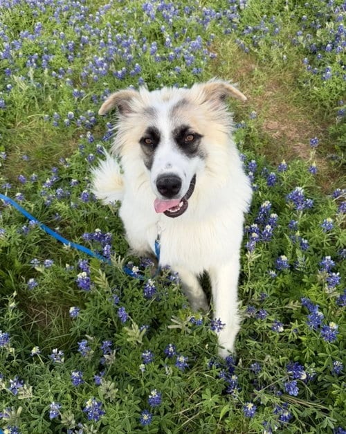 Photo of Obi, adoptable Great Pyrenees in Dallas, Texas