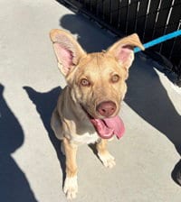 Photo of Ko Joe, adoptable Siberian Husky in Salinas, California
