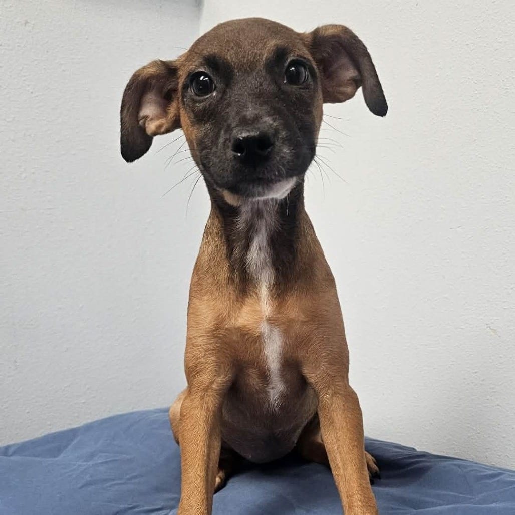 Photo of Altra, adoptable Mixed Breed (Medium) in Buffalo, Minnesota