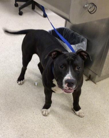 Photo of King, adoptable Pit Bull Terrier in Riverside, California