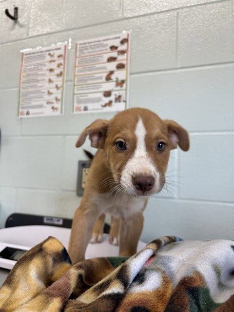 Photo of Bowzer, adoptable German Shepherd Dog in Corpus Christi, Texas