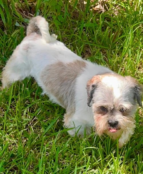 Photo of Copper- Sweet Shih Tzu, adoptable Shih Tzu in Oakhurst, New Jersey