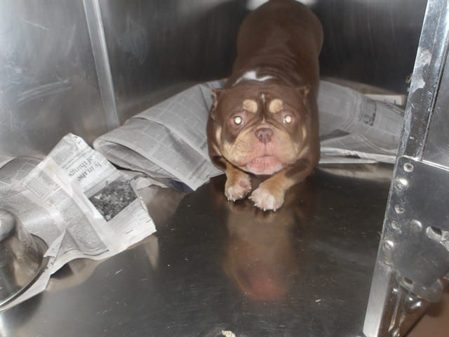 Photo of Glizzy, adoptable American Bulldog in Chicago, Illinois