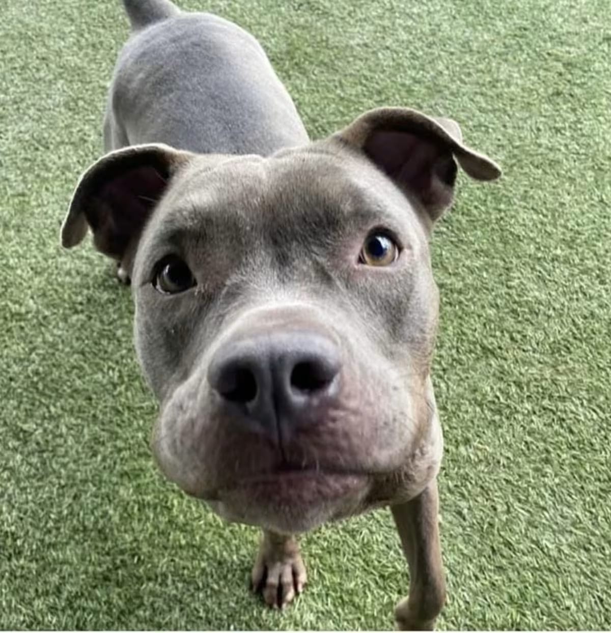 Photo of Cici, adoptable American Pit Bull Terrier/Staffordshire Bull Terrier in Miami, Florida